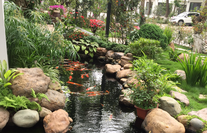 mẫu hồ cá koi sân vườn nhà phố 1